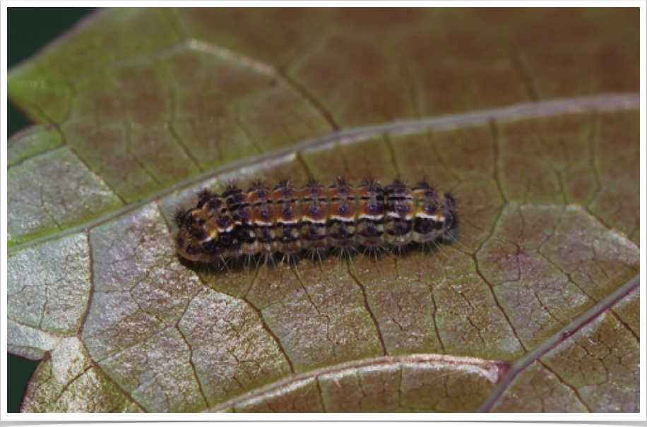 Acoloithus falsarius
Clemens' False Skeletonizer
Monroe County, Alabama